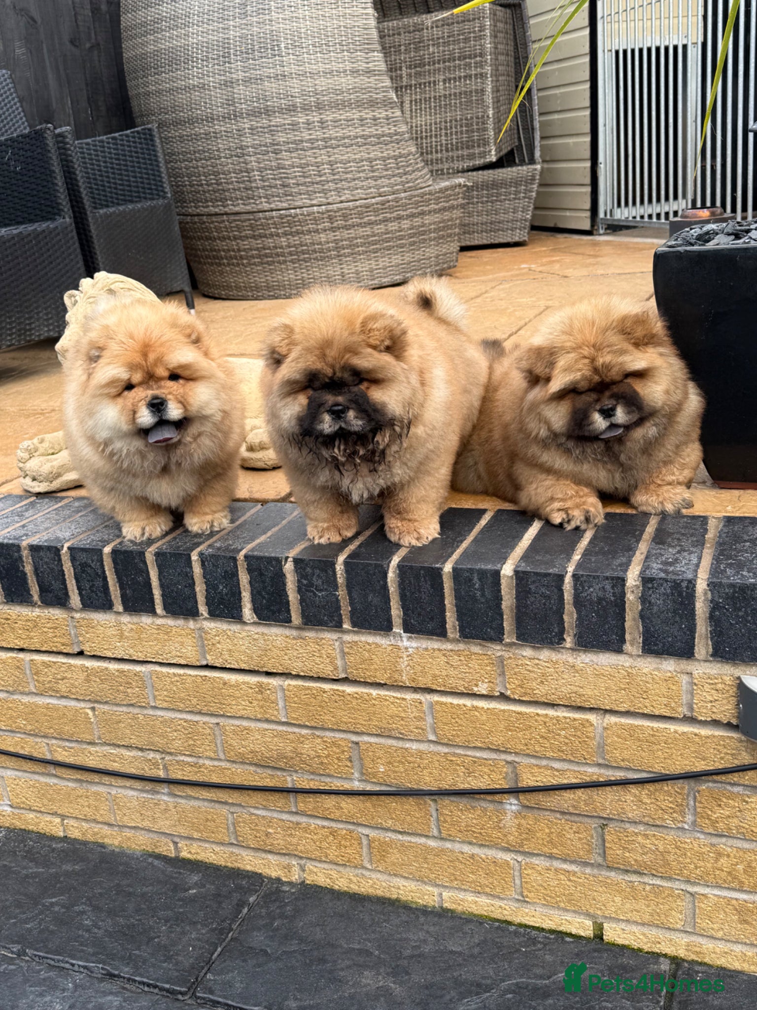 Chow Chow dogs STUNNING CHOW CHOW PUPPIES READY NOW - Advert 4