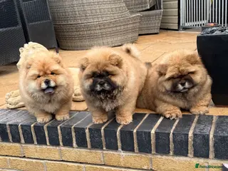 Chow Chow dogs STUNNING CHOW CHOW PUPPIES READY NOW - Advert 4