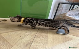 Bengal cats for sale: ❤️ Gorgeous Pure Bengal Kittens Available ❤️ - Image 14