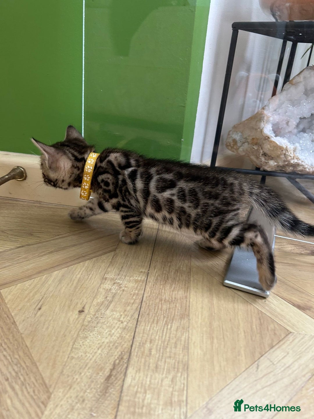 Bengal cats for sale: ❤️ Gorgeous Pure Bengal Kittens Available ❤️ - Image 14