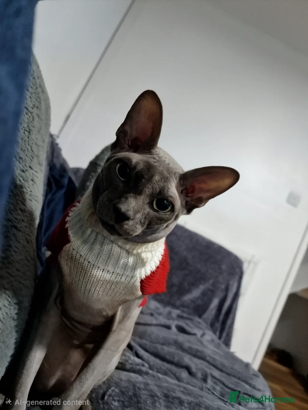 Sphynx cats for sale: Sphynx Cat for Sale – Meet Maverick! - Advert 8