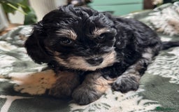 Schnoodle dogs for sale: Miniature Schoodle puppies - Image 19