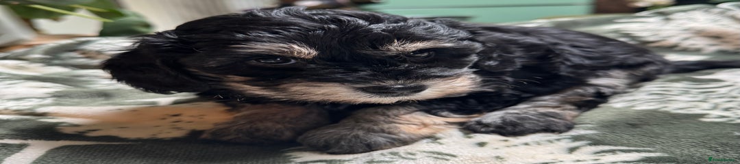 Schnoodle Puppy 2