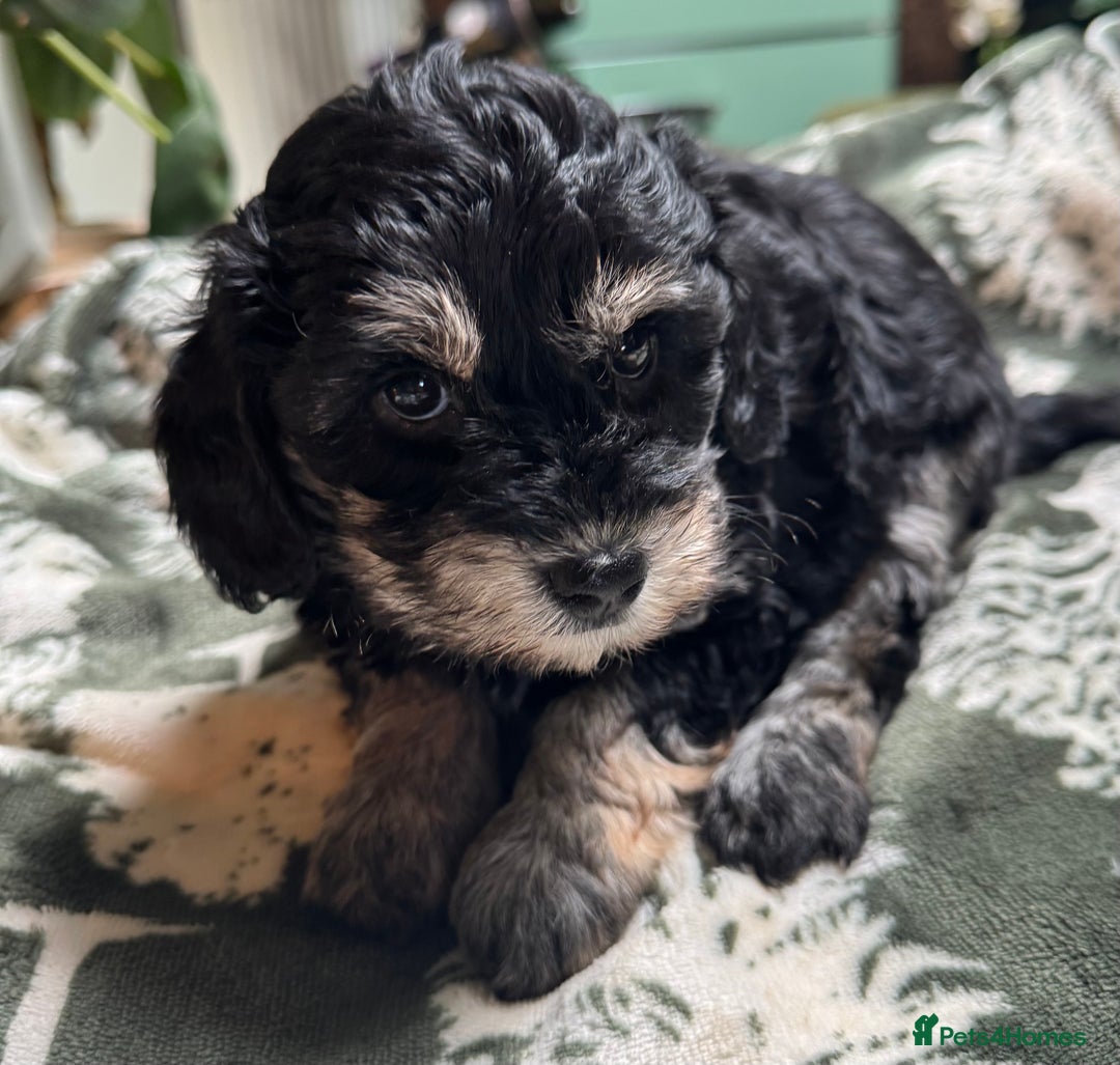 Schnoodle dogs for sale: Miniature Schoodle puppies - Image 19