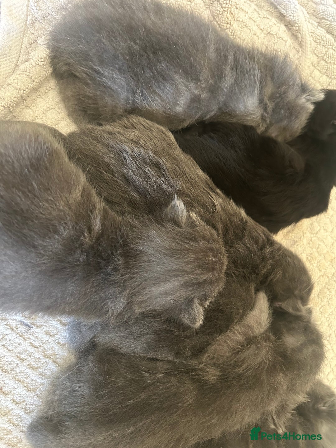 Mixed Breed cats for sale: Mixed litter - Advert 5