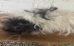 Guinea Pig rodents for sale: **FREE** Purebred Longhaired sows  - Image 10