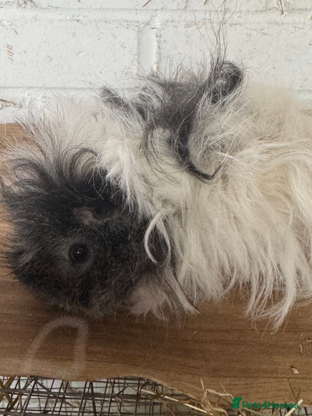 Guinea Pig rodents for sale: **FREE** Purebred Longhaired sows  - Image 10