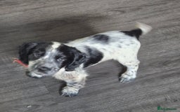 Cocker Spaniel dogs for sale: Cocker spaniel pups ready now!!  - Image 12