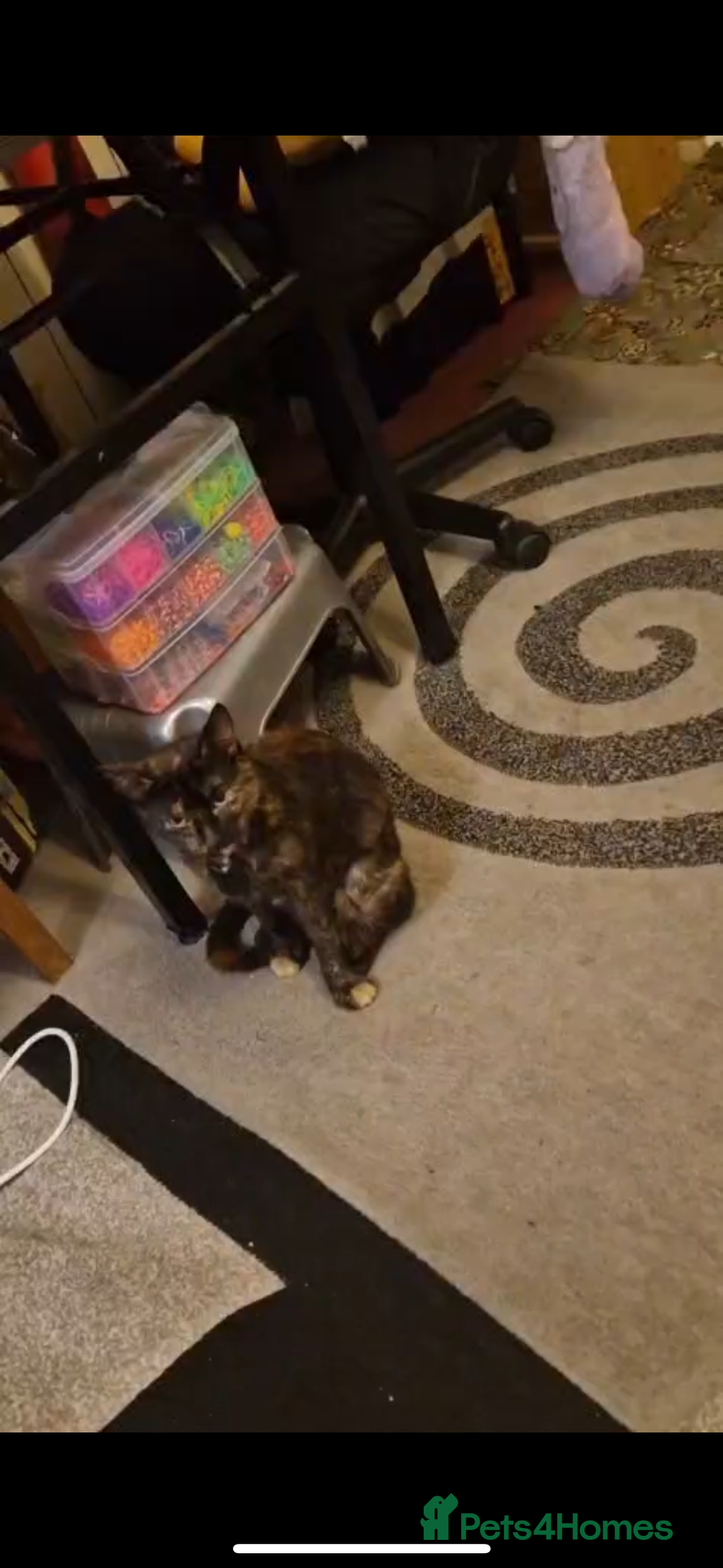 British Shorthair cats for sale: Bonded tortie kittens looking for forever home - Advert 12