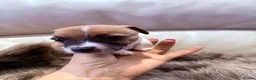 Jack Russell dogs for sale: Minature Jack Russell puppies in Hornchurch - Advert 25