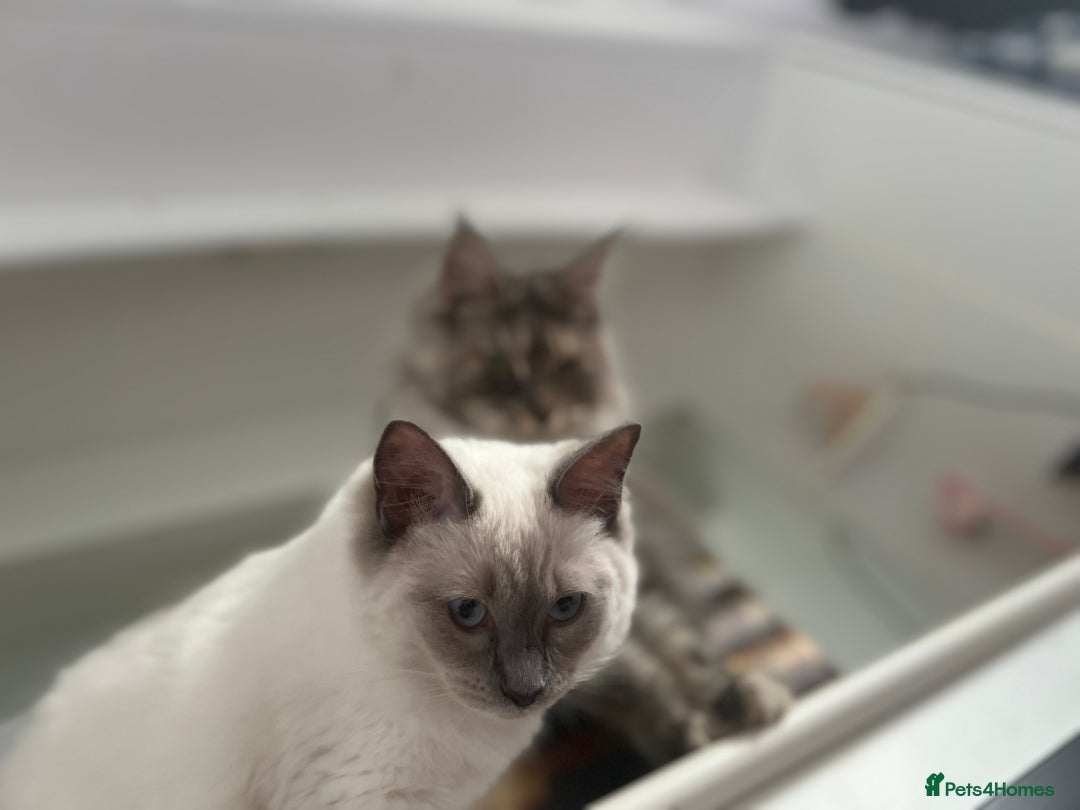 Mixed Breed cats for sale: Ragdoll mix girl needs new home - Advert 7