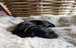 Mixed Breed dogs for sale: Goldador - Advert 6