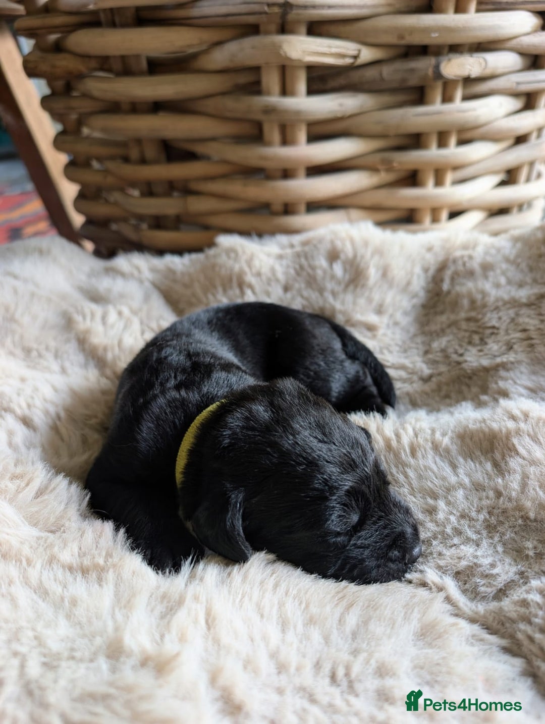 Mixed Breed dogs for sale: Goldador - Advert 6