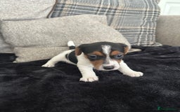 Jack Russell dogs for sale: Jack russel puppy’s  - Image 1