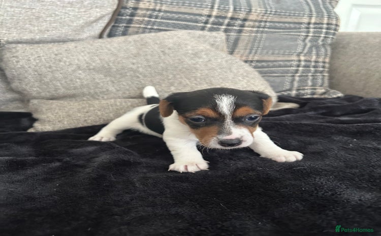 Jack Russell dogs - Advert 1
