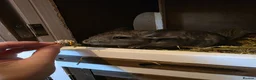 Chinchilla rodents for sale: Cutest baby chinchillas!  - Advert 11