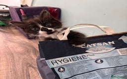 Mixed Breed cats for sale: Half Maine coon main calico coon - Image 4