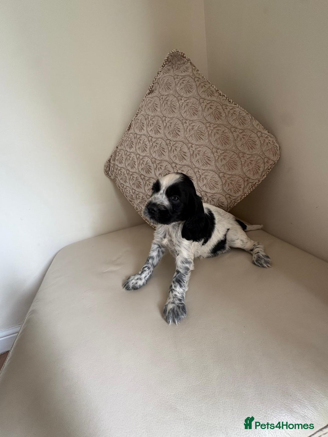Cocker Spaniel dogs for sale: blue roam cocker spaniels - Image 3