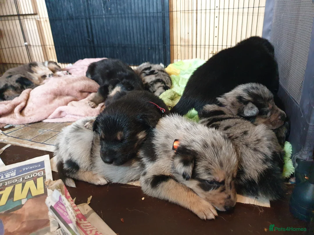 Border Collie dogs for stud: *proven* health tested working merle border collie in Leeds - Advert 31