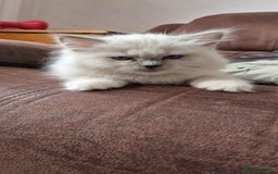 Ragdoll cats for sale: 1 female GCCF Pedigree Ragdoll kitten left - Image 28