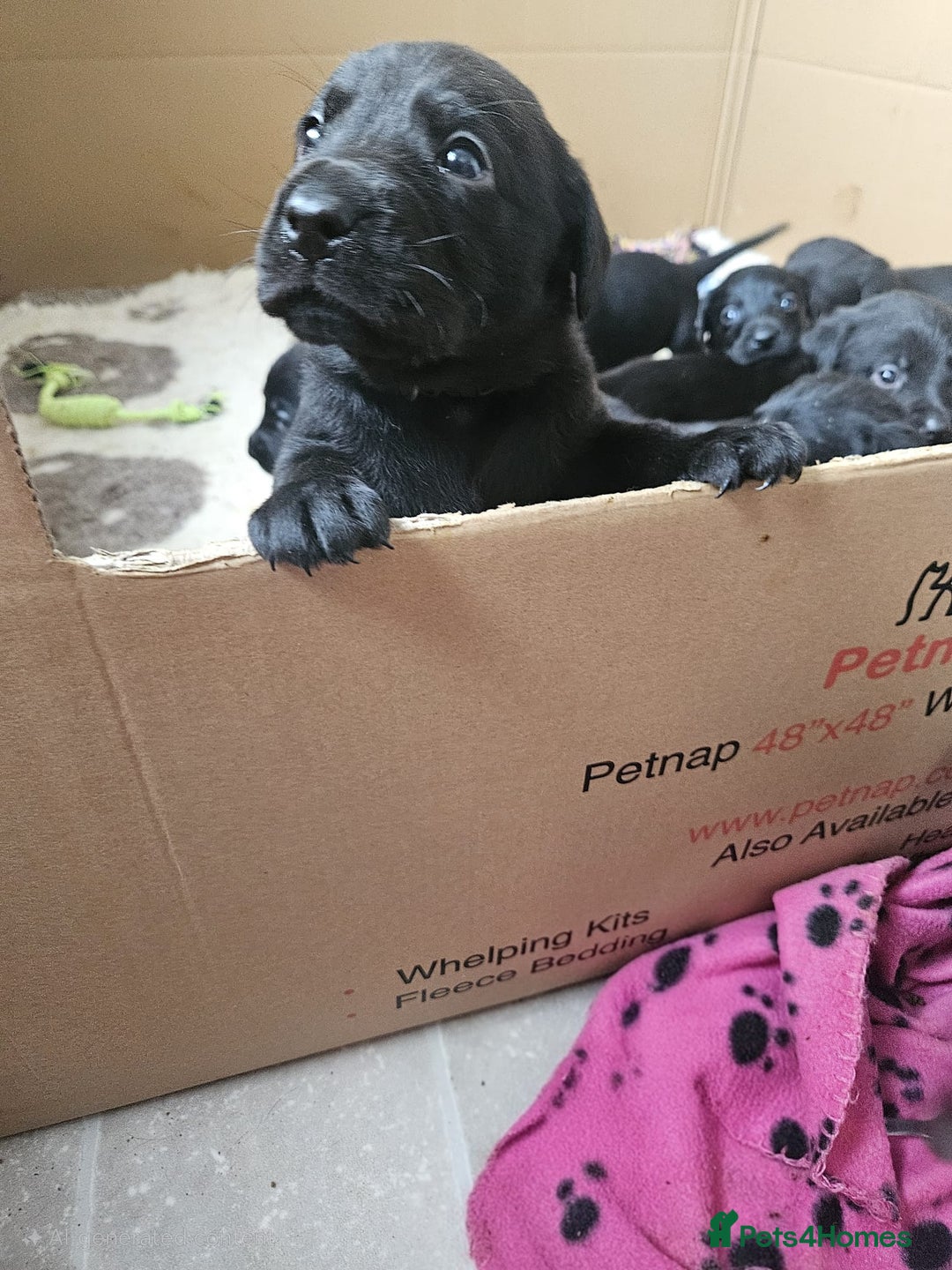 Labrador Retriever dogs for sale: Chunky Family Labrador Puppies  - Image 15