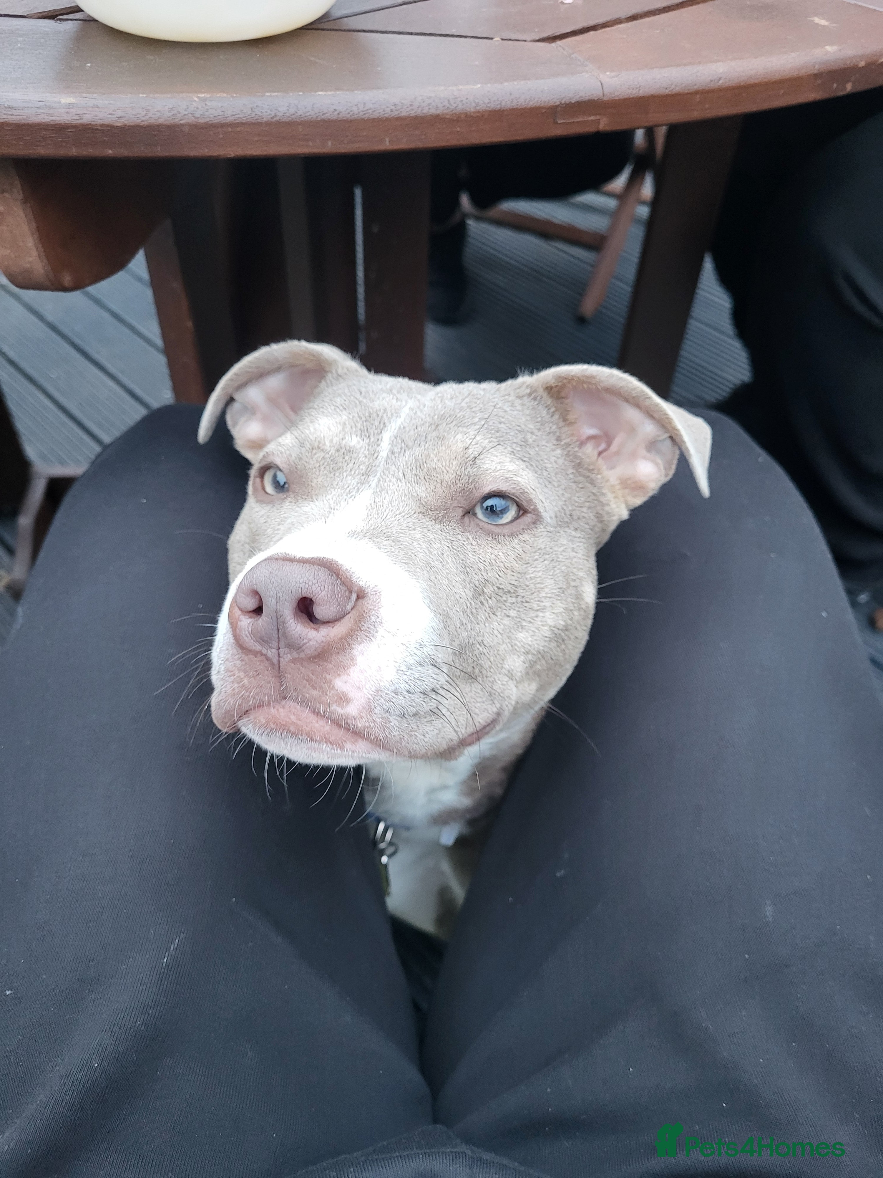 Mixed Breed dogs Staffy x Female x  in Birmingham - Advert 1