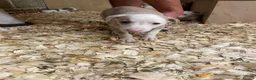 Whippet dogs for sale: Stunning litter of Whippets  - Advert 14