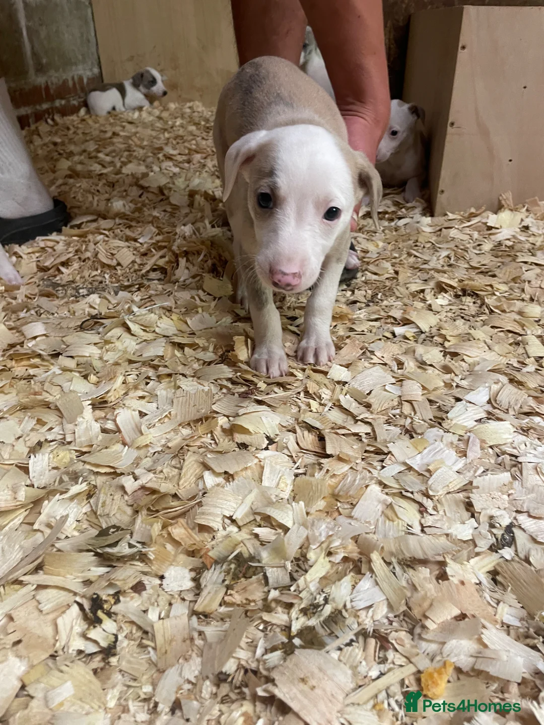 Whippet dogs for sale: Stunning litter of Whippets  - Advert 14