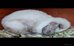 Mini Lop rabbits for sale: Stunning mini lop blue eyed young doe - Image 3