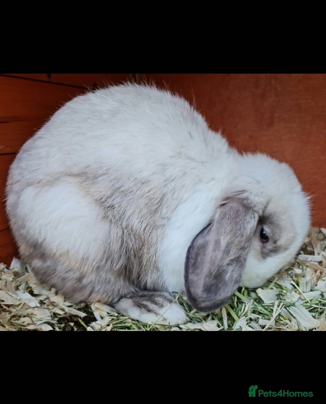 Mini Lop rabbits for sale: Stunning mini lop blue eyed young doe - Image 3