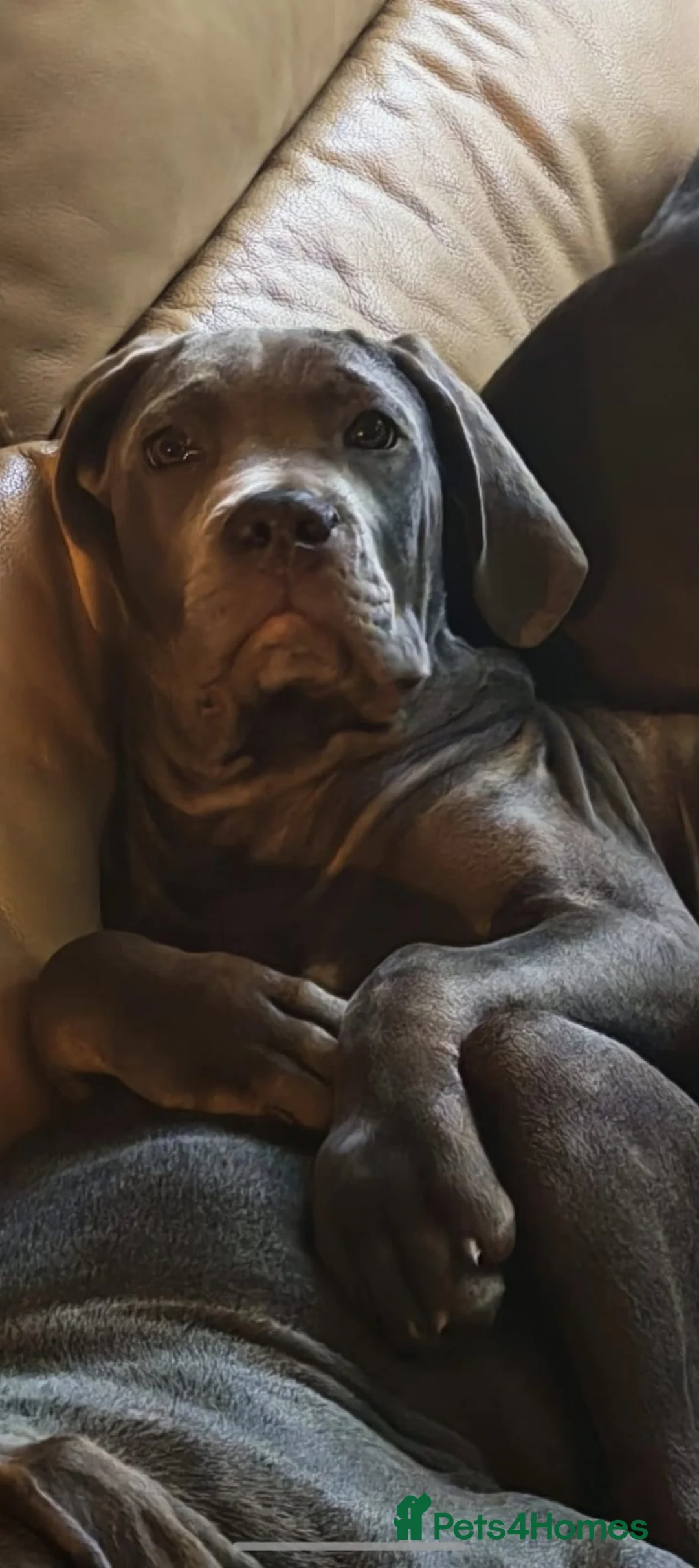 Cane Corso dogs for sale: Stunning 4th Generation Cane Corse Pups  - Advert 2