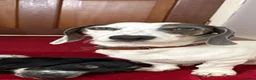 Dachshund dogs for sale: SALE of Last white dachshund stud in Kensington  - Advert 2