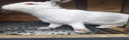 Mixed Breed rabbits for sale: New ZealandWhite cross with Californian Rabbits - Advert 18