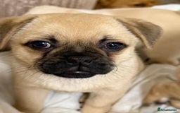 Pomeranian dogs for sale: Pug x Pomeranian mixed breed Puppies  - Advert 3