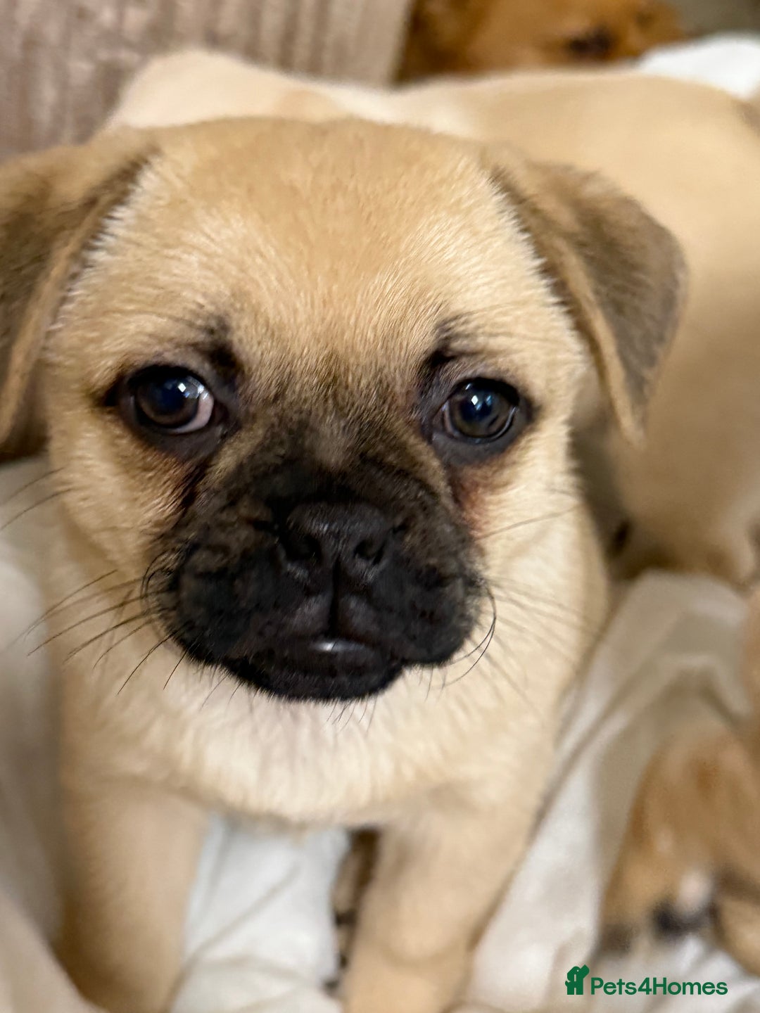 Pomeranian dogs for sale: Pug x Pomeranian mixed breed Puppies  - Advert 3