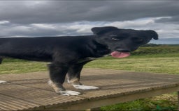 Mixed Breed dogs for adoption: Lottie, gorgeous girl - Image 4