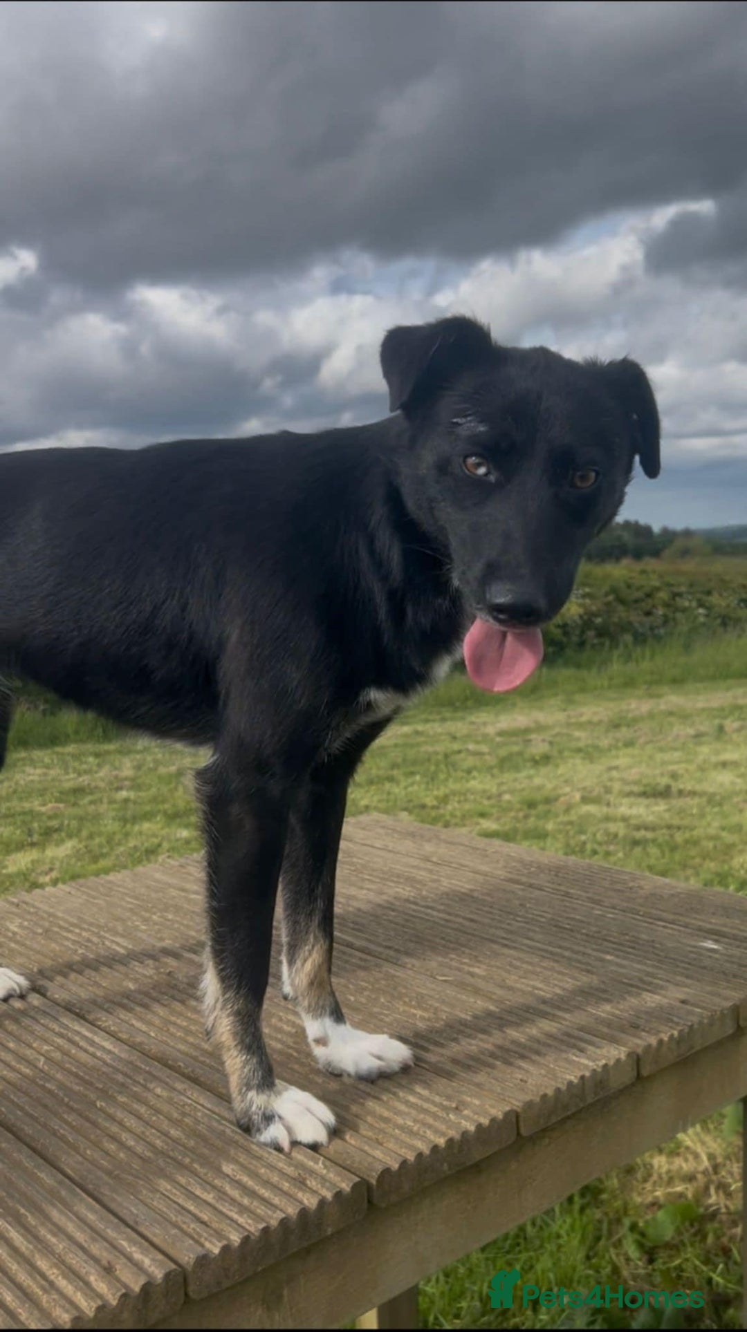 Mixed Breed dogs for adoption: Lottie, gorgeous girl - Image 4