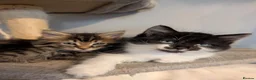 Maine Coon cats for sale: 🩵🩷Maine coon cross kitty's ready now 🩷🩵 - Advert 13