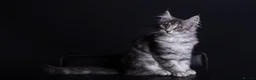 Maine Coon cats for sale: Pedigree maine coon kittens - Advert 11