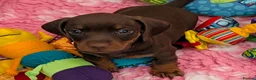 Miniature Dachshund dogs for sale: 🌟💙CHOCOLATE & TAN MINIATURE DACHSHUND MALE💙🌟 - Advert 8