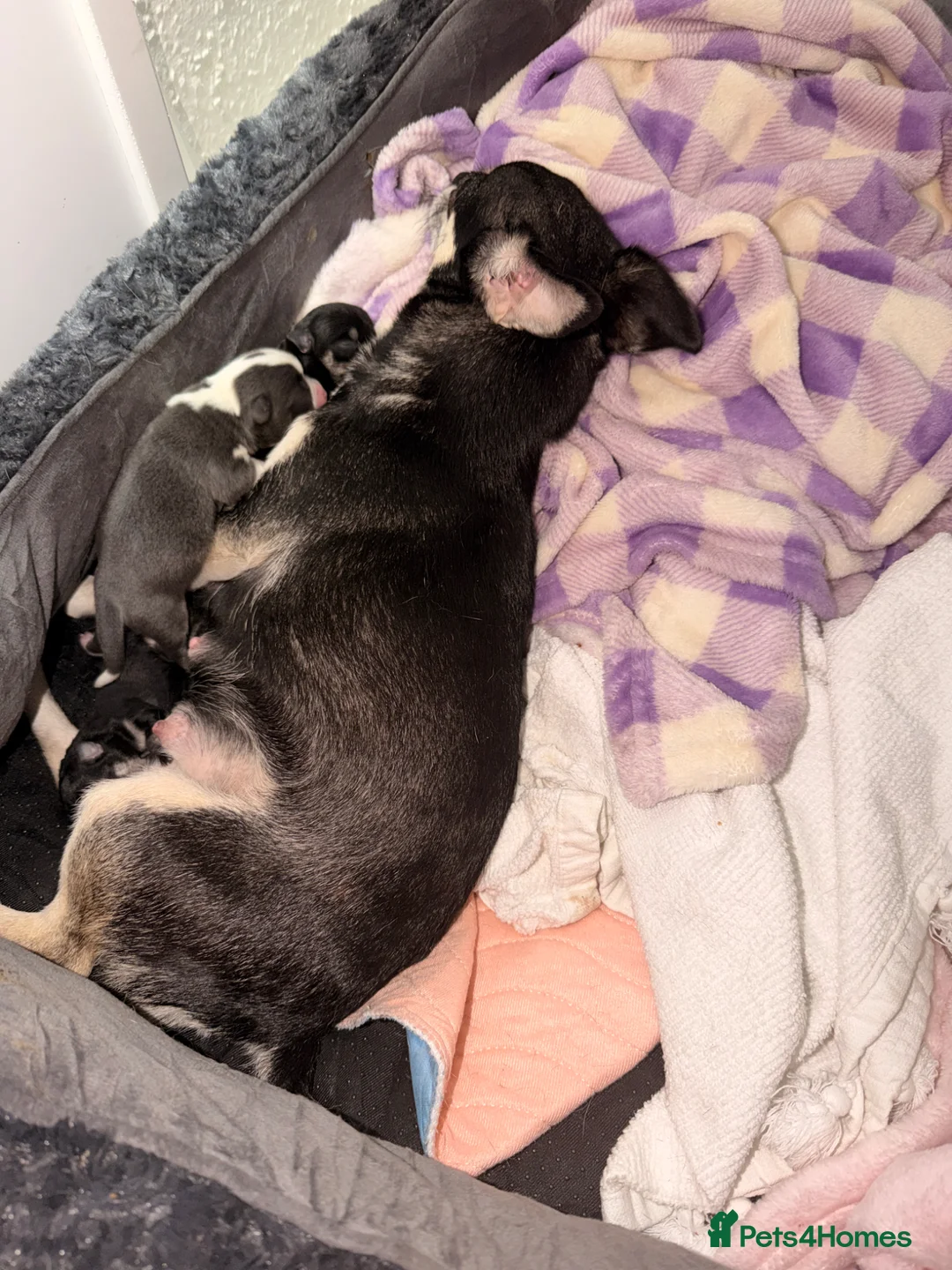 Chihuahua dogs for sale: stunning chihuahua’s 🩷 - Advert 2