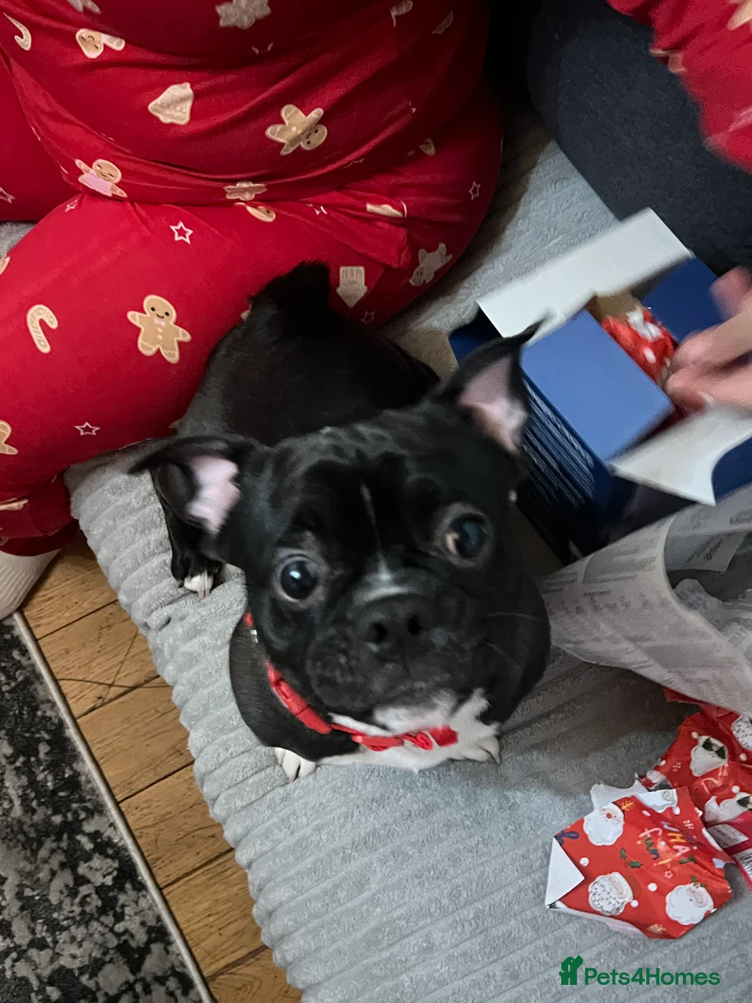 Pug dogs for sale: Milo needs an urgent home 🚨 - Advert 3