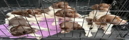 English Springer Spaniel dogs for sale: 7 stunning springer spaniels 🐾 - Advert 13
