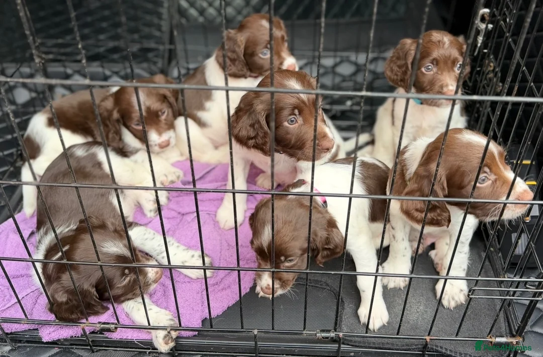 English Springer Spaniel dogs for sale: 7 stunning springer spaniels 🐾 - Advert 13