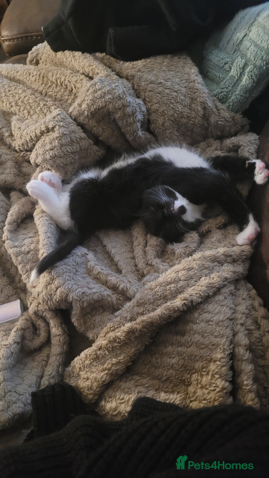 Mixed Breed cats for sale: Mixed maincoons  - Advert 3