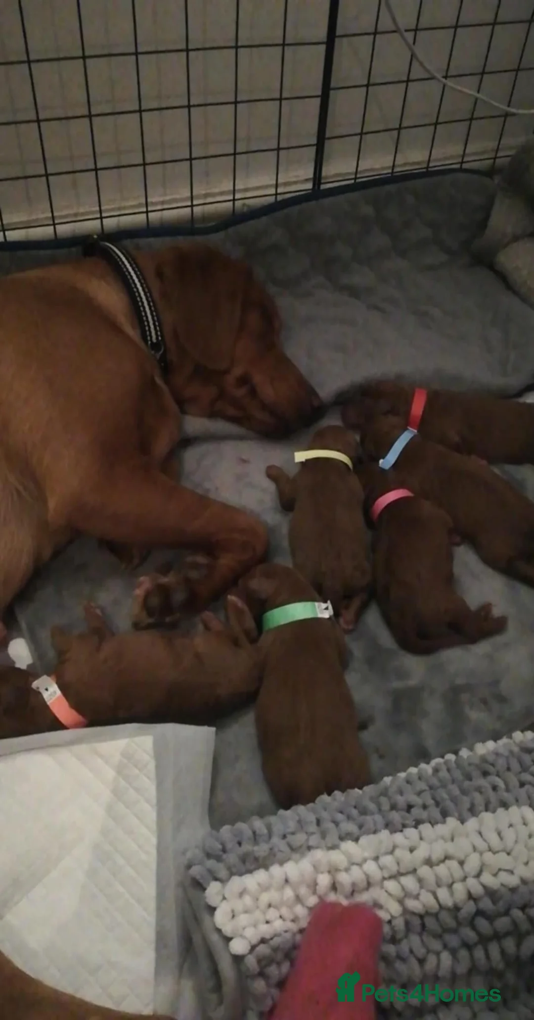 Labradoodle dogs for sale: PRICE REDUCED F1 Miniature Fox Red Labradoodles  - Advert 6