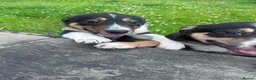 Mixed Breed dogs for sale: Beautiful tri colour border collie pups - Advert 18