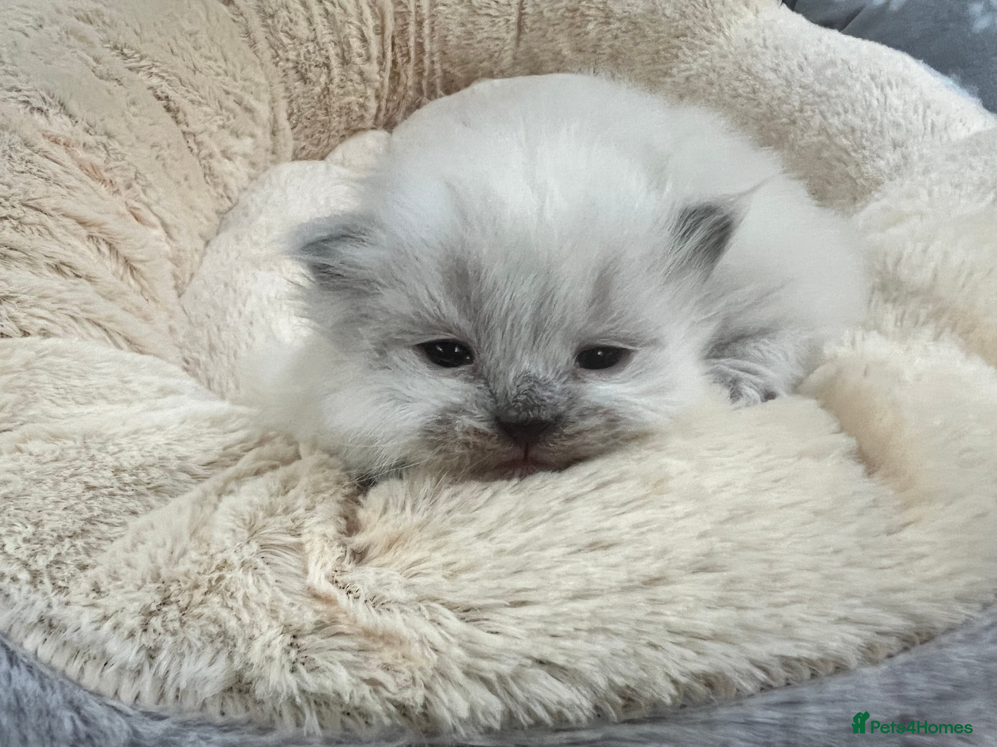 Siberian cats 🩷🩷GCCF Siberian Neva Masquerade Kittens🩷🩷 - Advert 1