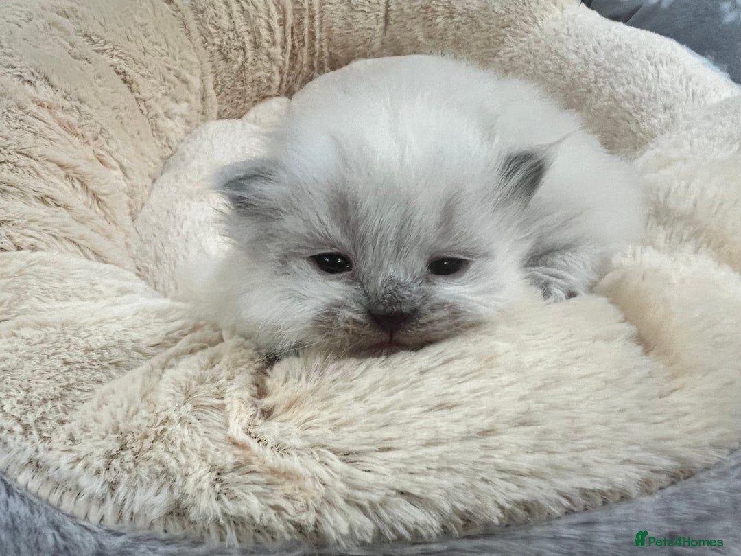 Siberian cats for sale: 🩷🩷GCCF Siberian Neva Masquerade Kittens🩷🩷 - Advert 1