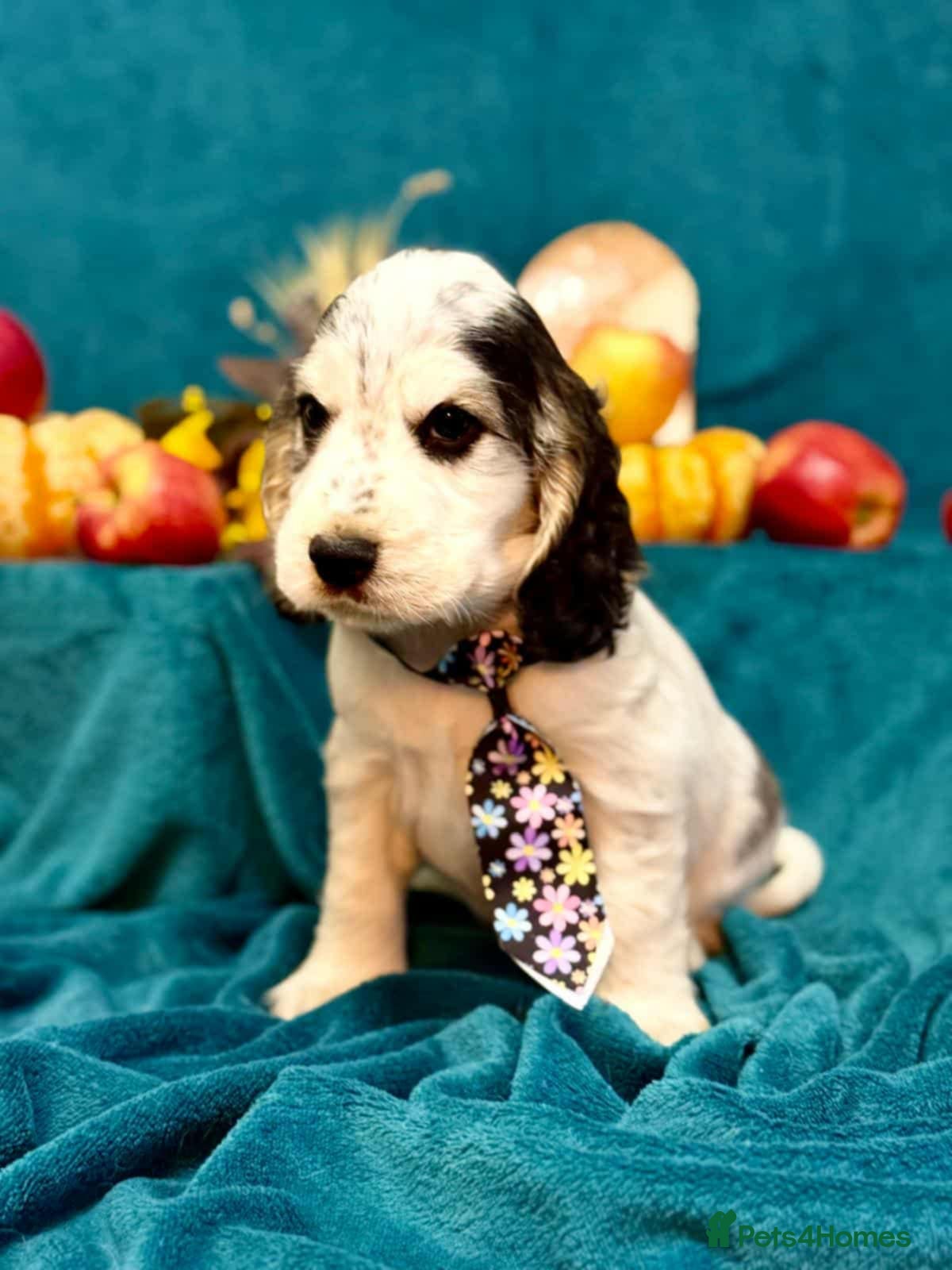 Cocker Spaniel dogs English Cocker Spaniel puppy KC REG  - Advert 7